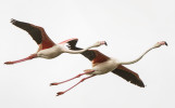 03-Flamingos-Pink-Style