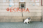 Geodog